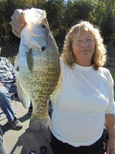 Norfork Lake fishing, lake conditions and fall foliage report by Scuba Steve from Blackburns Resort and Boat rental (click here for comments)