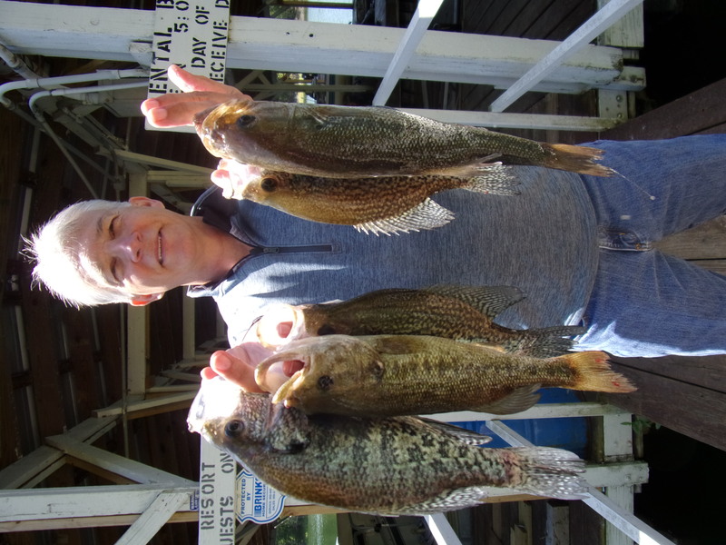 Norfork Lake fishing report and lake conditions by Scuba Steve from Blackburns Resort and Boat rental (click here for comments)