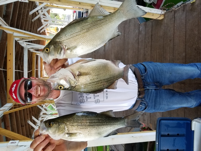 Norfork Lake fishing report and lake conditions by Scuba Steve from Blackburns Resort and Boat rental (click here for comments)