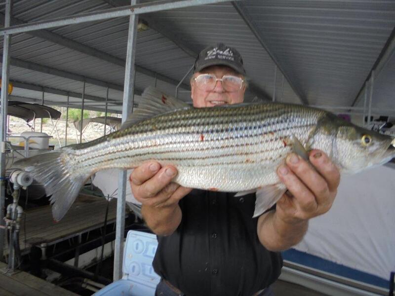 Norfork Lake Fishing report and Lake Conditions by Scuba Steve from Blackburns Resort and Boat Rental (click here for comments)