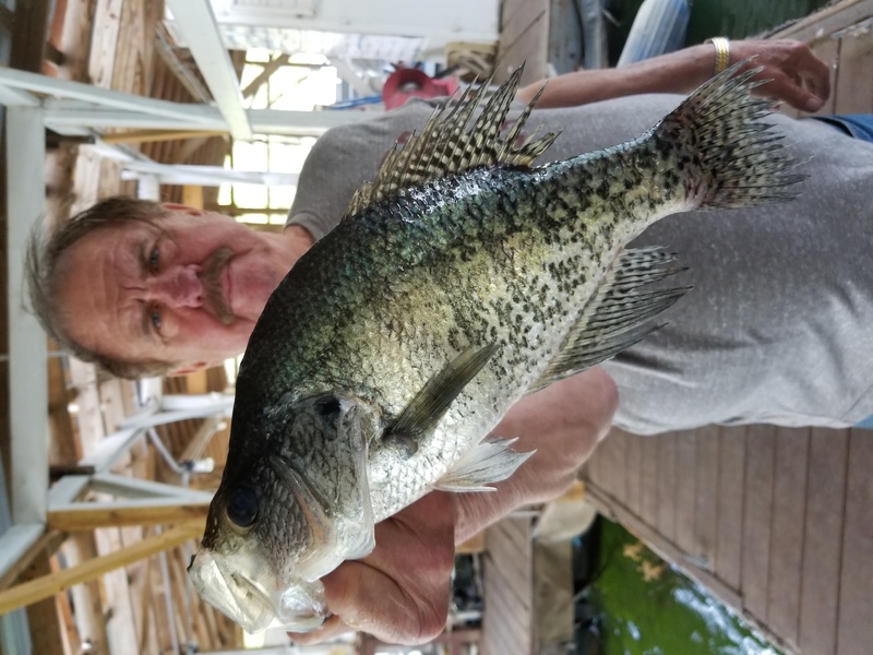 Norfork Lake Arkansas near Mountain Home in the Ozarks Mountains region Fishing Report and Lake Condition by Scuba Steve from Blackburns Resort and Boat Rental. 