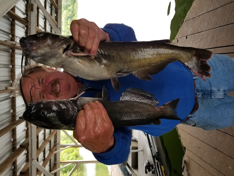 Norfork Lake Arkansas near Mountain Home in the Ozarks Mountains Region Fishing Report and Lake Condition by Scuba Steve from Blackburns Resort and Boat Rental. 