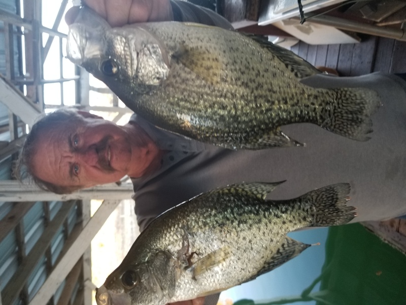 Norfork Lake Arkansas near Mountain Home in the Ozarks Mountains Region Fishing Report an Lake Condition by Scuba Steve from Blackburns resort and Boat Rental.