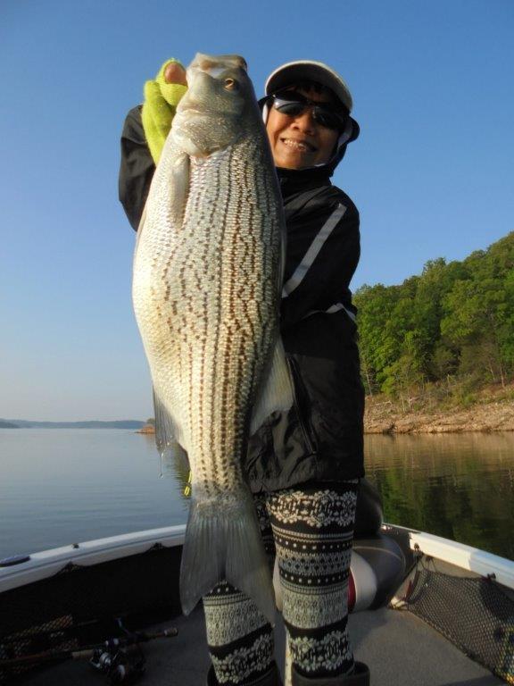 Norfork Lake Arkansas near Mountain Home in the Ozarks Mountains Region Fishing report and Lake Condition by Scuba Steve from Blackburns Resort and Boat Rental