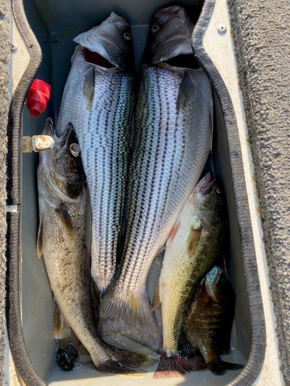 Norfork Lake Arkansas near Mountain Home in the Ozarks Mountains Region fishing report and lake condition by Scuba Steve from Blackburns Resort and Boat Rental.