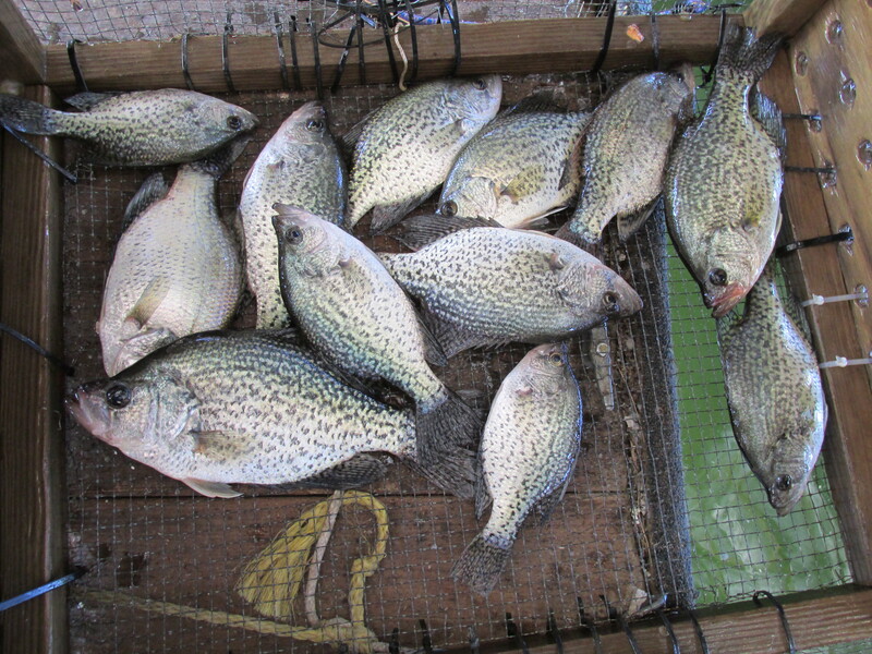 Norfork Lake Arkansas Near Mountain Home in the Ozarks Mountains Region Fishing Report and lake Condition By Scuba Steve from Blackburns Resort and Boat Rental