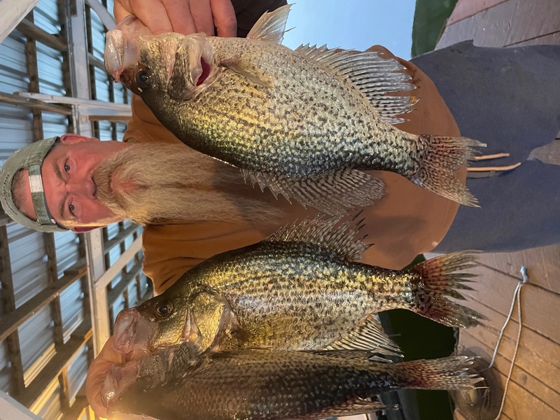 Norfork Lake Arkansas near Mountain Home in the Ozarks Mountains region Fishing Report and lake Condition by Scuba Steve from Blackburns Resort and Boat Rental. 