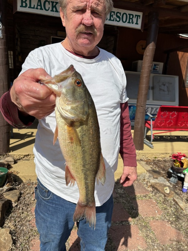 Norfork Lake Arkansas near Mountain Home in the Ozarks Mountains Region Fishing Report and Lake Condition by Scuba Steve from Blackburns Resort and Boat Rental. 