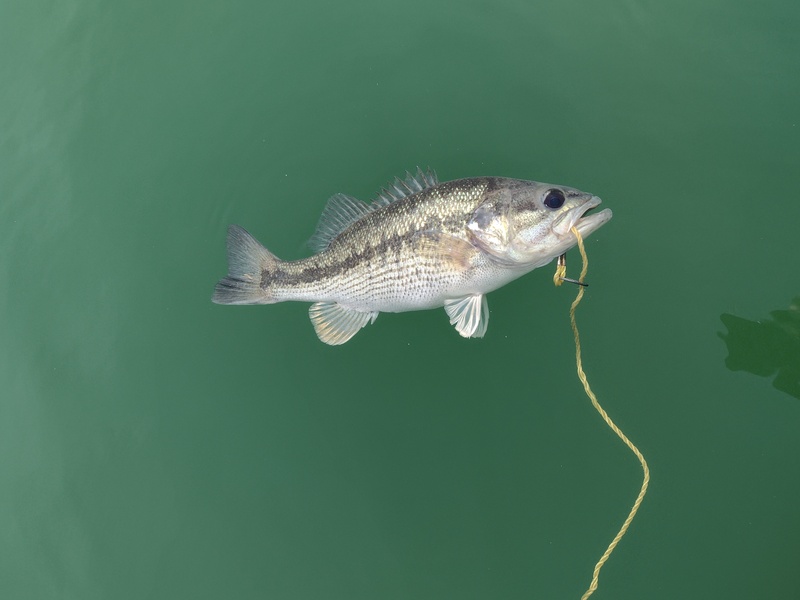 This is what the Cystic guys are looking for. Steve Hommerding caught this one at Blackburns.