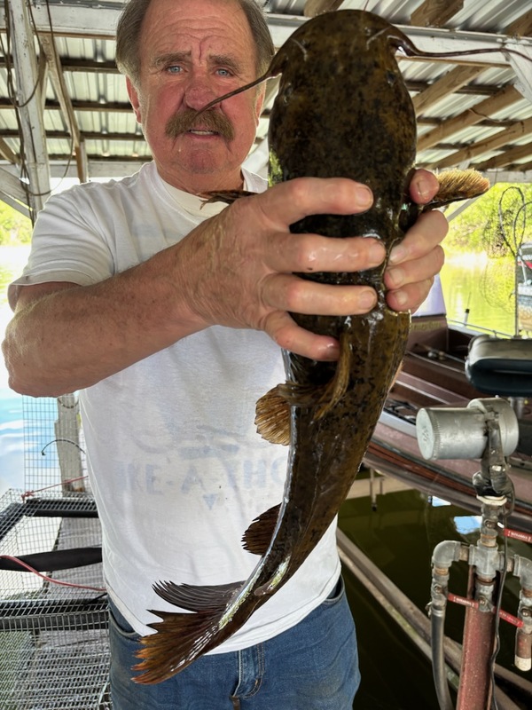  Scuba Steve catch Cat Fish? Yes he can.