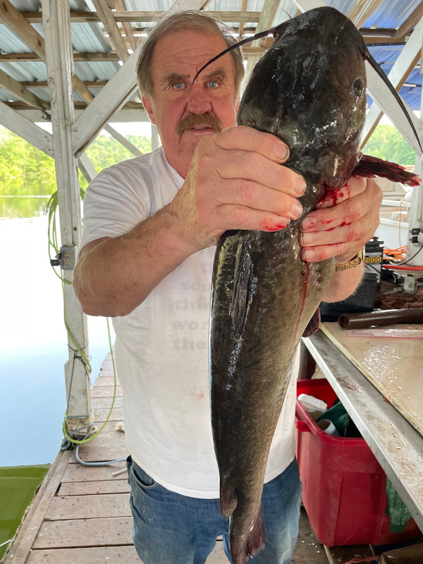 Nice Norfork Lake Channel Cat by Scuba Steve from Blackburns Resort and Boat Rental. 