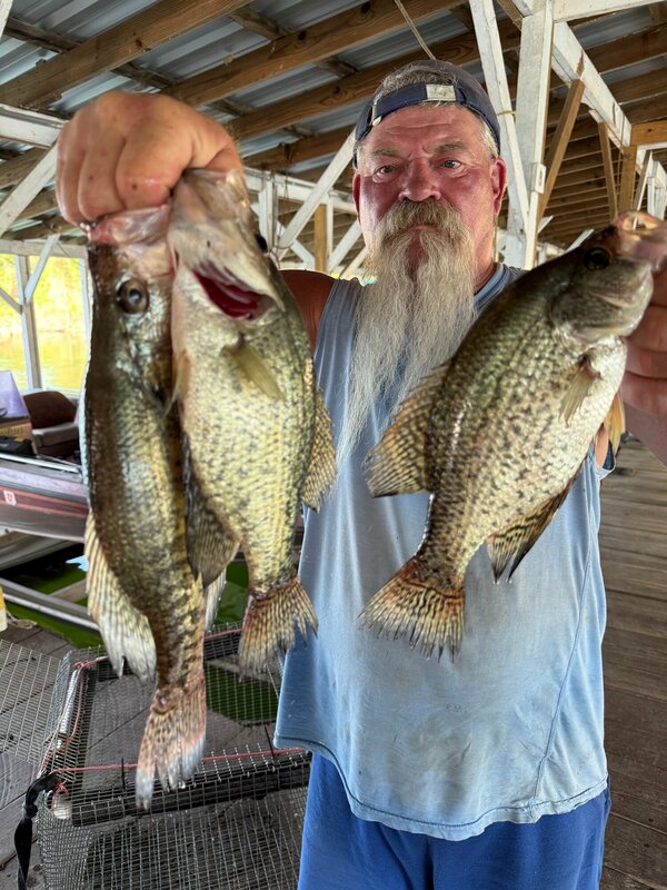 John Bornhop with some nice ones fishing Scuba Steve's Brush Piles this morning. Come on down and we will not charge you too much. We have a big dock and a big pool. 