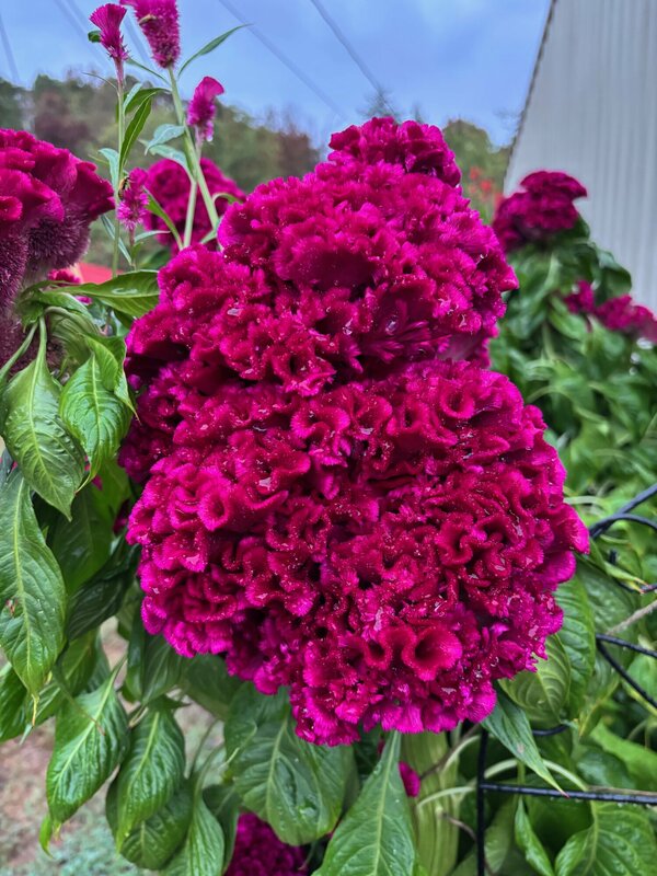 Come check out the flowers. They are beautiful. 