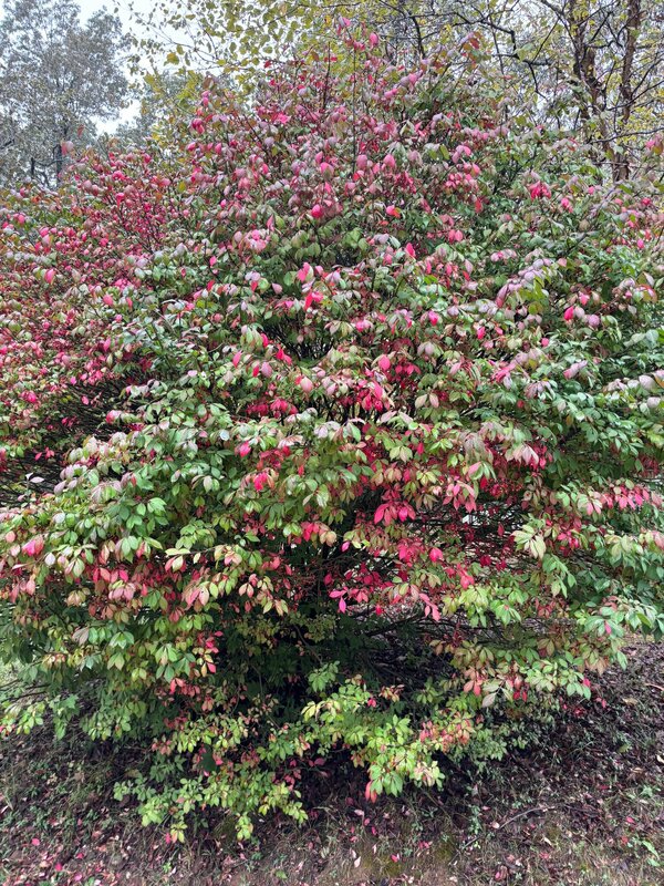 Blackburns Resort and boat Rental's Burning Bush is changing rapidly now and is a good indicator of when fall foliage will peak.