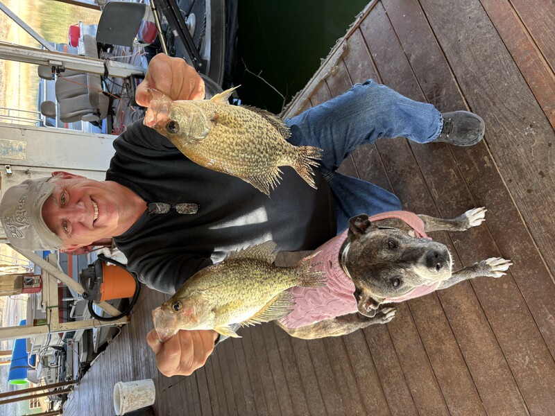 Fisherman Mike with some Nice Norfork lake Crappie fishing Scuba Steve's Brush Piles out of Blackburns Resort and Boat Rental. 
