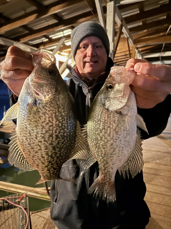 Fisherman Mike with some nice Norfork lake Crappie caught on Scuba Steve's Brush Piles fishing out of Blackburns Resort and Boat Rental. 