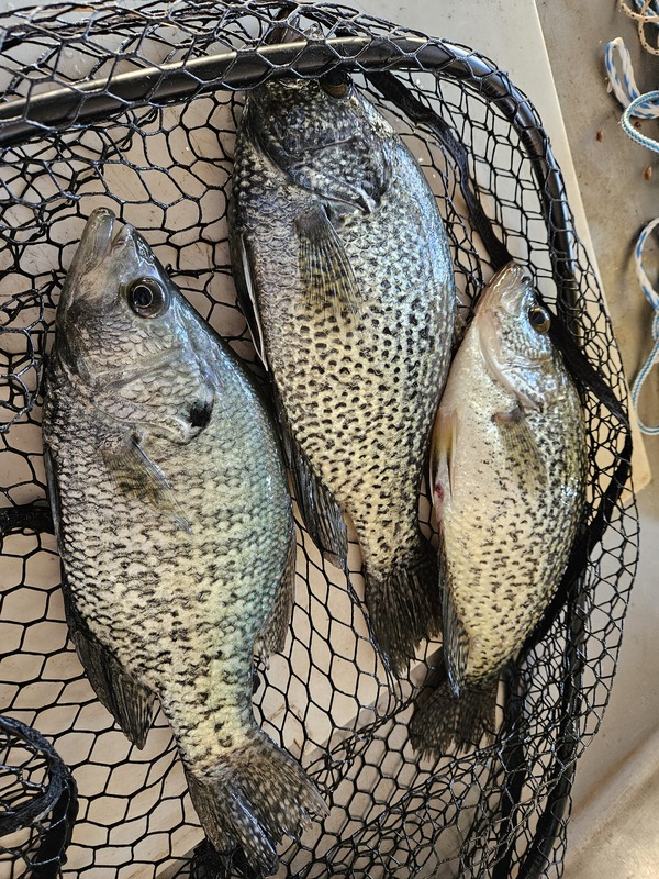 Caught on Scuba Steve's Brush Piles here on Norfork Lake out of Blackburns Resort and Boat Rental. 