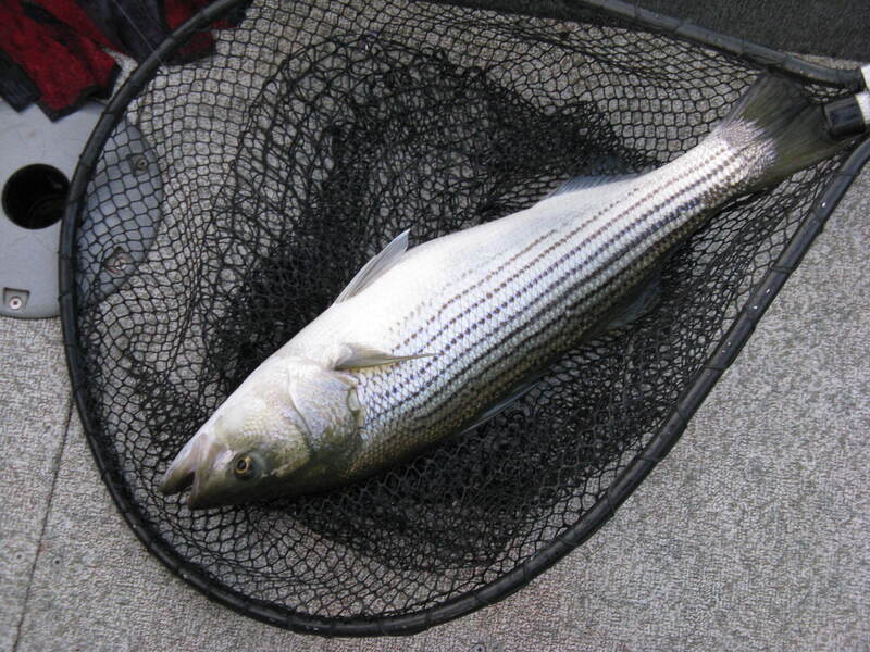 Caught on the Bink's Spoon.