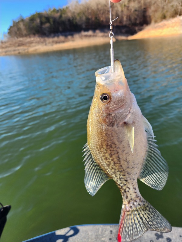 Norfork Lake Crappie caught off Scuba Steve's Brush piles. 
