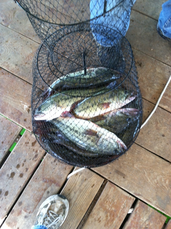 Released under Scuba Steve's Dock. Lots of fish there especially in the spring time when the water is warming. 