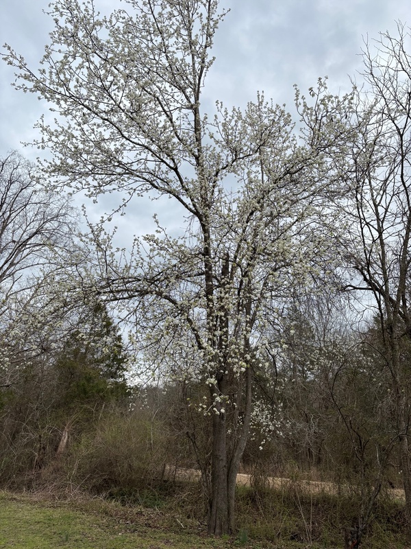 It thinks it is spring here at Blackburns resort and Boat Rental on Norfork Lake. Come on down. 