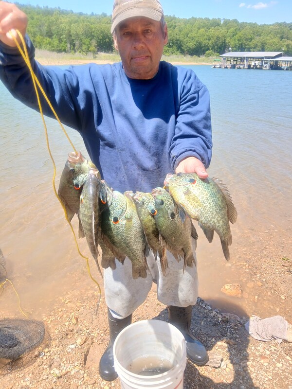The Redear Bluegill are bitng well in Blackburns Creek by the dock. Just ask Denny Tinnin. He knows how to catch fish. 