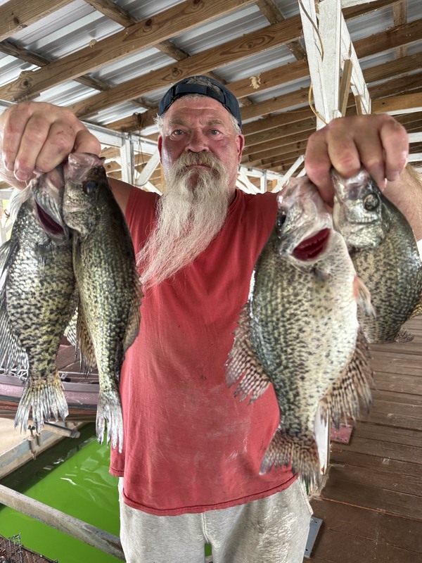 John Bornhop from St. Charles, Mo. with some nice ones yesterday fishing Scuba Steve's Brush Piles on Norfork lake. 