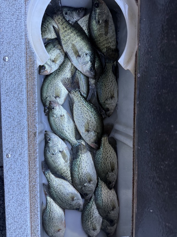 Rich P. is here with several other fishermen and catching some nice Crappie. Good fellows and always welcome